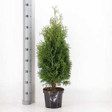 Thuja occidentalis 'Holmstrup'