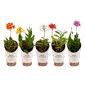 Epidendrum