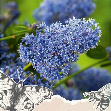 Ceanothus thyrsiflorus repens