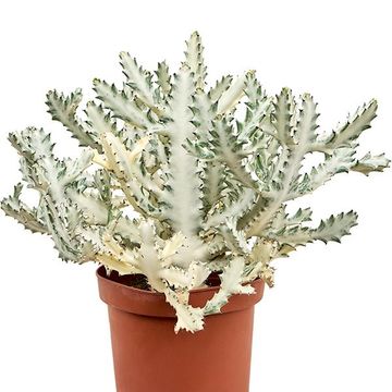 Euphorbia lactea 'Ghost'