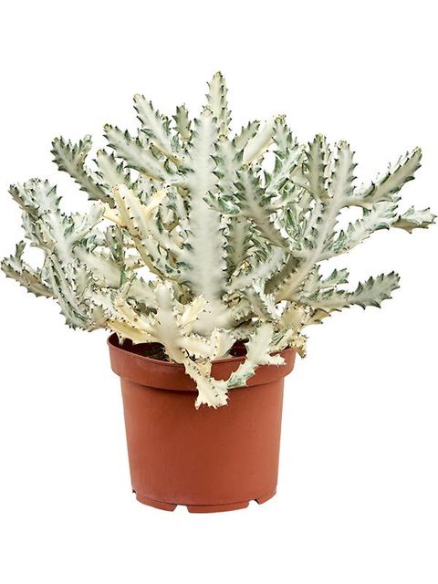 Euphorbia lactea 'Ghost'