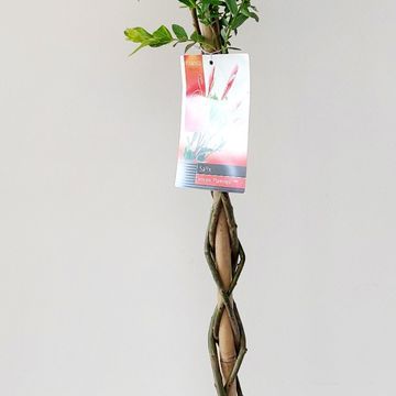 Salix integra 'Flamingo'