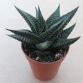 Haworthia limifolia