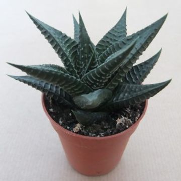 Haworthia limifolia