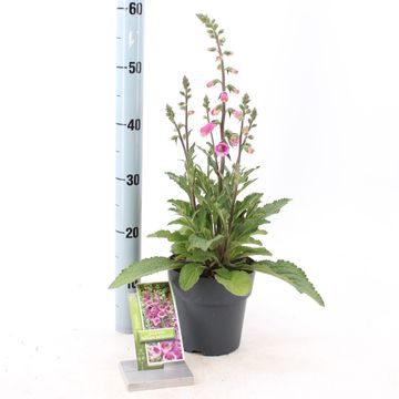 Digitalis purpurea 'William Early Rose'