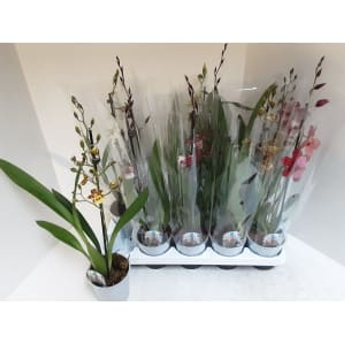 x Cambria MIX — Plant Wholesale FlorAccess