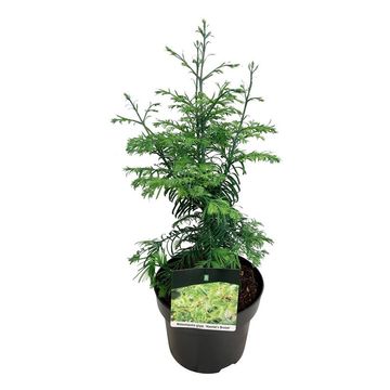 Metasequoia glyptostroboides 'Hamlet's Broom'