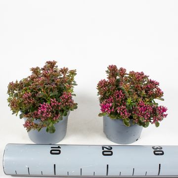 Sedum spurium SPOT ON DEEP ROSE