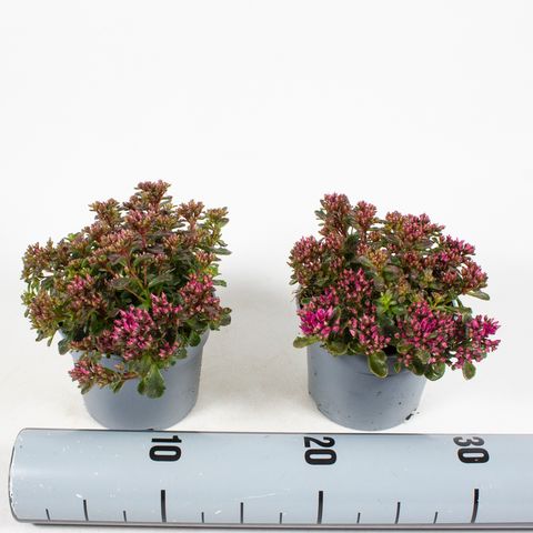 Sedum spurium SPOT ON DEEP ROSE