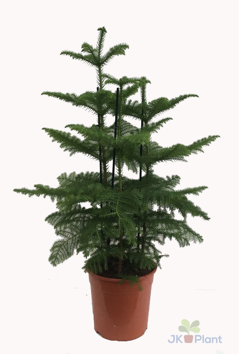 Araucaria heterophylla — Plant Wholesale FlorAccess