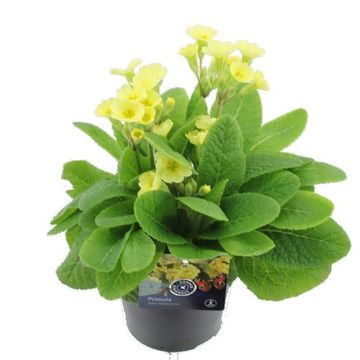 Primula 'Veristar Lemon'