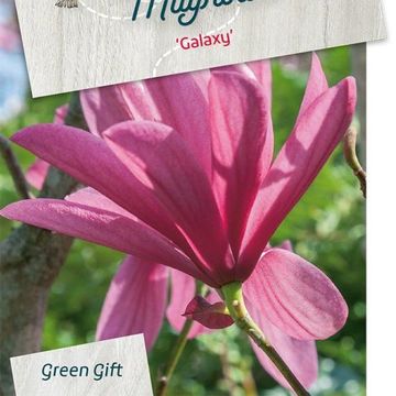 Magnolia 'Galaxy'