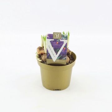 Crocus vernus 'Flower Record'