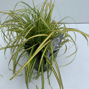 Carex oshimensis 'Evergreen'