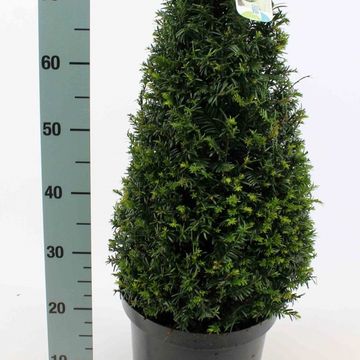 Taxus baccata