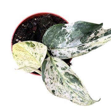 Scindapsus 'Jade Satin Marble'