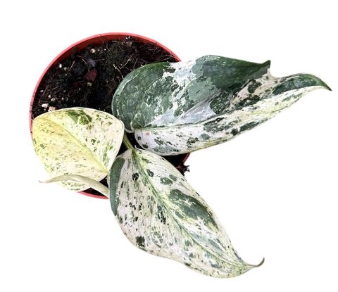 Scindapsus 'Jade Satin Marble'