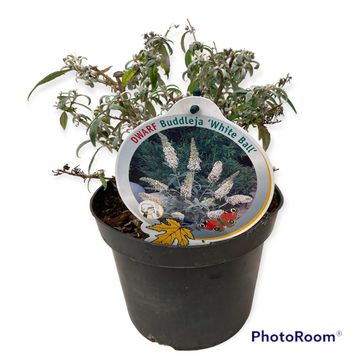 Buddleja 'White Ball'