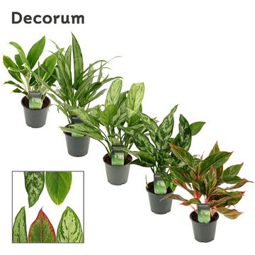 Aglaonema MIX