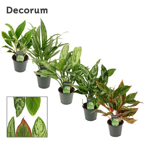 Aglaonema MIX