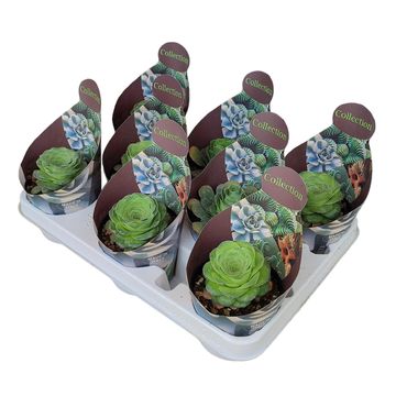 Greenovia dodrantalis