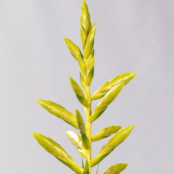 Tillandsia oerstediana