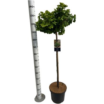 Ginkgo biloba 'Mariken'