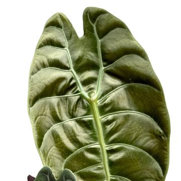 Alocasia x sedenii