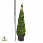 Buxus sempervirens