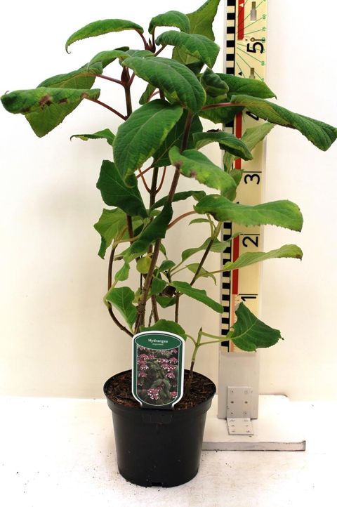 Hydrangea aspera sargentiana