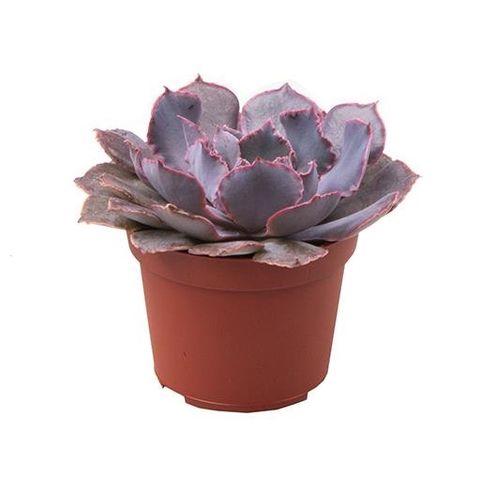 Echeveria shaviana 'Pink Frills'