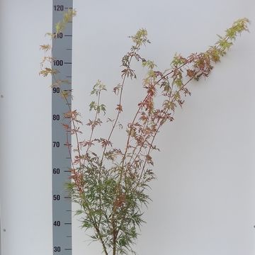 Acer palmatum 'Seiryu'