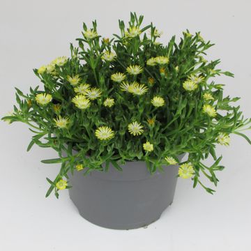 Delosperma ICE CREAM YELLOW