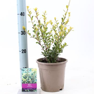 Ilex crenata 'Green Hedge'