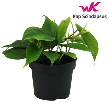 Philodendron scandens