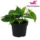 Philodendron scandens