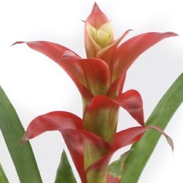 Guzmania 'Techno'