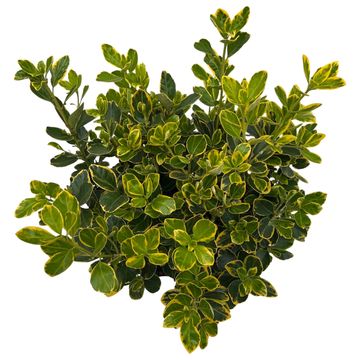 Euonymus japonicus MARIEKE