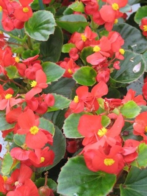 Begonia TOPSPIN MIX