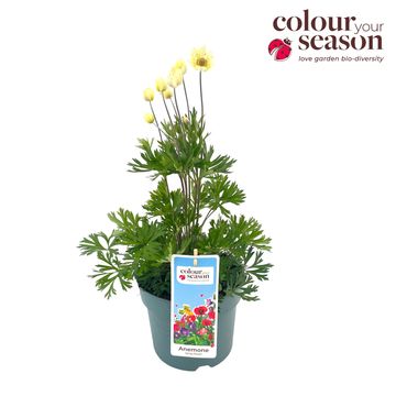 Anemone x lesseri SPRING BEAUTY MIX