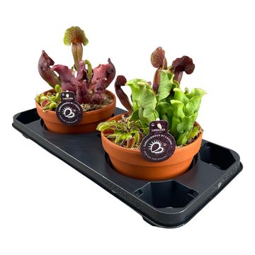 Carnivorous plants MIX