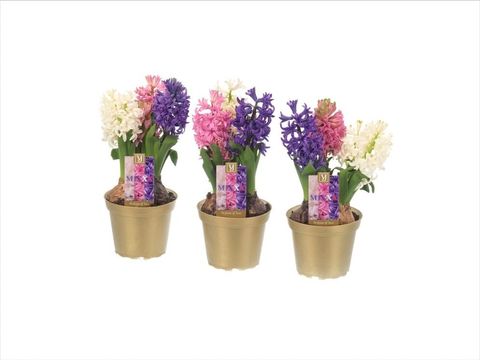 Hyacinthus Гиацинт восточный МИКС В ГОРШКЕ