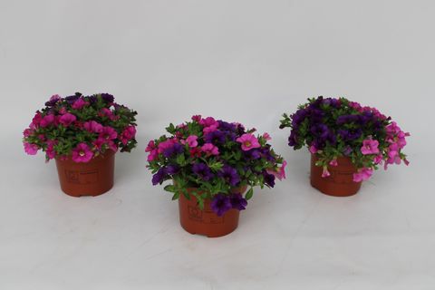 Calibrachoa TRIXI PASTEL MIX IN POT