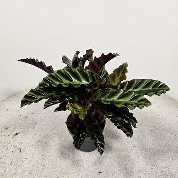 Calathea 'Velvet Glory'