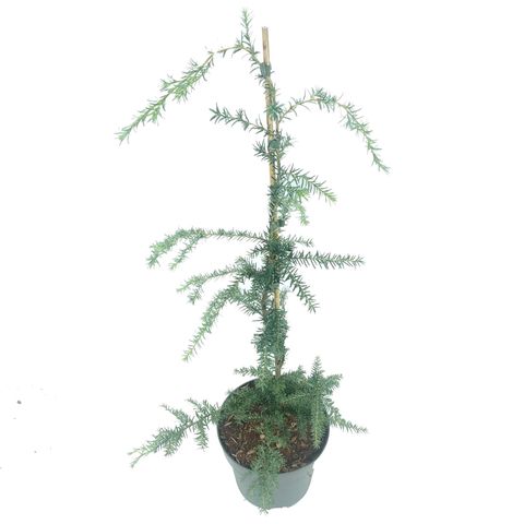 Tsuga heterophylla 'Glauca'