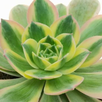 Aeonium arboreum 'Sunburst'