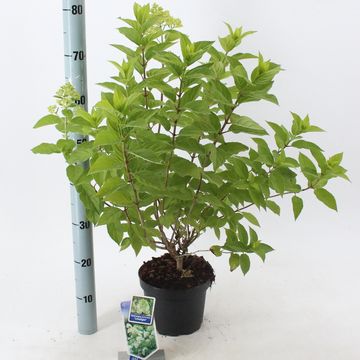 Hydrangea paniculata 'Limelight'