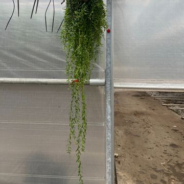 Aeschynanthus 'Japhrolepis'