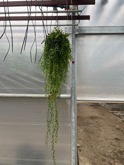 Aeschynanthus 'Japhrolepis'