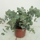 Eucalyptus cinerea 'Сильвер Доллар'